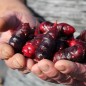 Preview: Oca Black De (Pflanze)