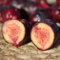 Preview: Oca Black De (Pflanze)