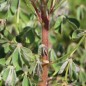 Preview: Oca Black De (Pflanze)