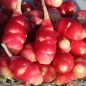 Preview: Oca Mexican Dark Scarlet (Pflanze)