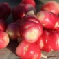 Preview: Oca Mexican Dark Scarlet (Pflanze)