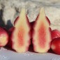 Preview: Oca Mexican Dark Scarlet (Pflanze)