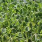 Preview: Oca Mexican Dark Scarlet (Pflanze)