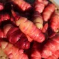 Preview: Oca OAEC Pink (Pflanze)