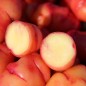 Preview: Oca Blush (Pflanze)