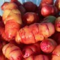 Preview: Oca Blush (Pflanze)