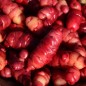 Preview: Oca Occidental Gems (Pflanze)