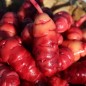 Preview: Oca Occidental Gems (Pflanze)
