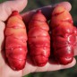 Preview: Oca Occidental Gems (Pflanze)