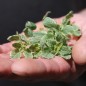 Preview: Oregano weißbunt (Pflanze)