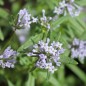 Preview: Orientalischer Waldmeister (Samen)
