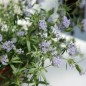 Preview: Orientalischer Waldmeister (Samen)
