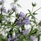 Preview: Orientalischer Waldmeister (Samen)