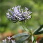 Preview: Orientalischer Waldmeister (Samen)