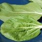 Preview: Pak Choi Tai Sai (Samen)
