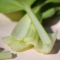 Preview: Pak Choi Tai Sai (Samen)