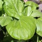 Preview: Pak Choi Tai Sai (Samen)