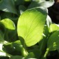 Preview: Pak Choi White Stem (Samen)