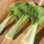 Preview: Pak Choi White Stem (Samen)