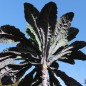 Preview: Palmkohl Dazzling Blue (Samen)