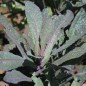 Preview: Palmkohl Dazzling Blue (Samen)