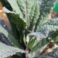 Preview: Palmkohl Dazzling Blue (Samen)