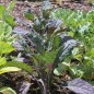 Preview: Palmkohl Dazzling Blue (Samen)