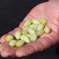 Preview: Pampas Lily of the Valley (Samen)