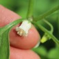 Preview: Pampas Lily of the Valley (Samen)