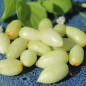 Preview: Pampas Lily of the Valley (Samen)