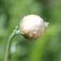 Preview: Papiergänseblümchen Giant Flower Mix (Samen)