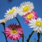 Preview: Papiergänseblümchen Giant Flower Mix (Samen)