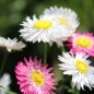Preview: Papiergänseblümchen Giant Flower Mix (Samen)