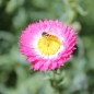Preview: Papiergänseblümchen Giant Flower Mix (Samen)