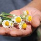 Preview: Papierknöpfchen (Samen)