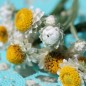 Preview: Papierknöpfchen (Samen)
