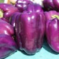 Preview: Paprika Amethyst (Samen)
