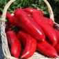 Preview: Paprika Capia (Samen)