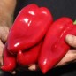 Preview: Paprika Capia (Samen)