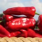 Preview: Paprika Capia (Samen)