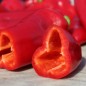 Preview: Paprika Capia (Samen)