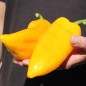 Preview: Paprika Corno Giallo (Samen)