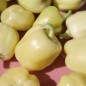 Preview: - Kopie - Kopie - Kopie