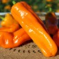 Preview: Neu! Paprika Crunshino orange (Samen)