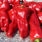 Preview: Neu! Paprika Cubanelle (freilandgeeignet) (Samen)