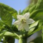 Preview: Neu! Paprika Cubanelle (freilandgeeignet) (Samen)
