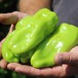 Preview: Neu! Paprika Cubanelle (freilandgeeignet) (Samen)