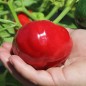 Preview: Paprika De Capriglio (freilandgeeignet) (Samen)