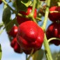 Preview: Paprika Dolma Kandil (Samen)