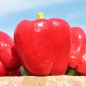 Preview: Paprika Dolma Kandil (Samen)